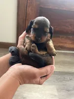 Ranger, a male Miniature Dachshund for sale in Lowville, NY – 2 of 2