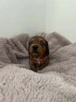 Lilly, a female Miniature Dachshund for sale in Lowville, NY – Photo 1 of 3