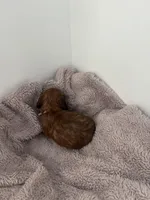 Lilly, a female Miniature Dachshund for sale in Lowville, NY – Photo 3 of 3