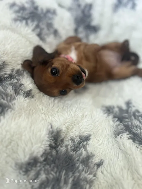 Lilly – Miniature Dachshund puppy for sale in Lowville, NY