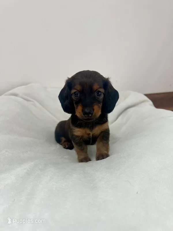 Rose – Miniature Dachshund puppy for sale in Lowville, NY
