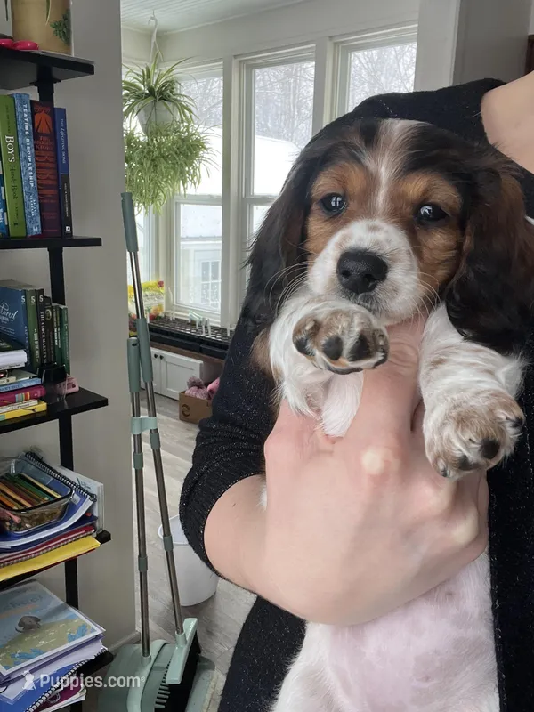 Cookie – Miniature Dachshund puppy for sale in Lowville, NY