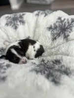 Cookie, a female Miniature Dachshund for sale in Lowville, NY – Photo 5 of 5