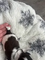 Cookie, a female Miniature Dachshund for sale in Lowville, NY – Photo 4 of 5