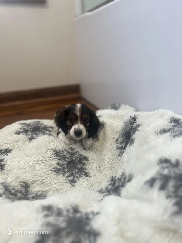 Cookie – Miniature Dachshund puppy for sale in Lowville, NY