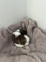 Cookie, a female Miniature Dachshund for sale in Lowville, NY – Photo 2 of 5