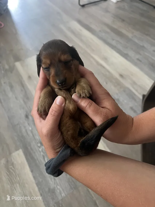 Brownie – Miniature Dachshund puppy for sale in Lowville, NY