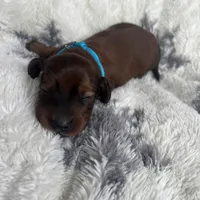 Russet, a male Miniature Dachshund for sale in Lowville, NY – Photo 4 of 4