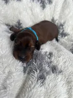 Russet, a male Miniature Dachshund for sale in Lowville, NY – Photo 4 of 4