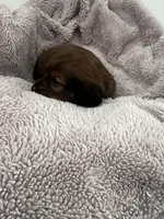 Russet, a male Miniature Dachshund for sale in Lowville, NY – Photo 3 of 4