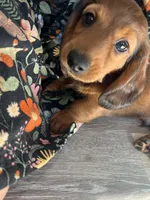 Russet, a male Miniature Dachshund for sale in Lowville, NY – Photo 2 of 4