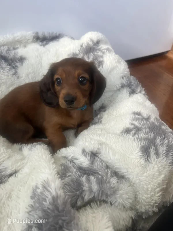 Russet – Miniature Dachshund puppy for sale in Lowville, NY