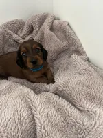 Russet, a male Miniature Dachshund for sale in Lowville, NY – Photo 2 of 4