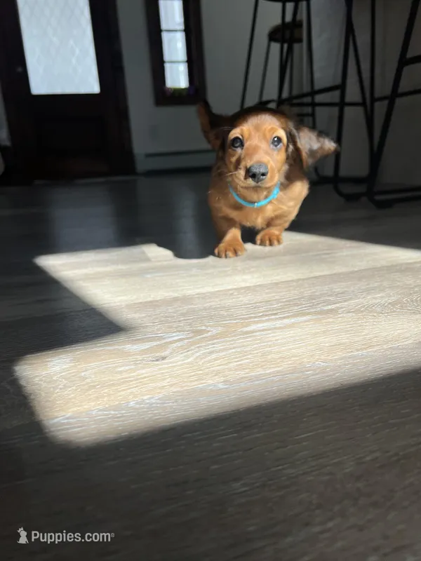 Russet – Miniature Dachshund puppy for sale in Lowville, NY