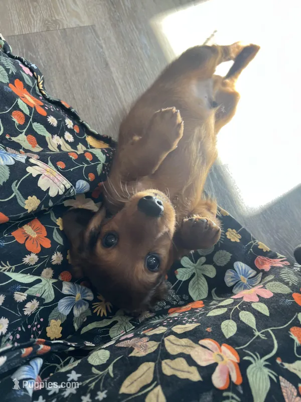 Russet – Miniature Dachshund puppy for sale in Lowville, NY