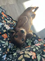 Russet, a male Miniature Dachshund for sale in Lowville, NY – Photo 1 of 4