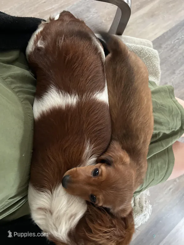 Cocoa Bean – Miniature Dachshund puppy for sale in Lowville, NY