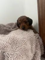 Cocoa Bean, a female Miniature Dachshund for sale in Lowville, NY – Photo 3 of 3