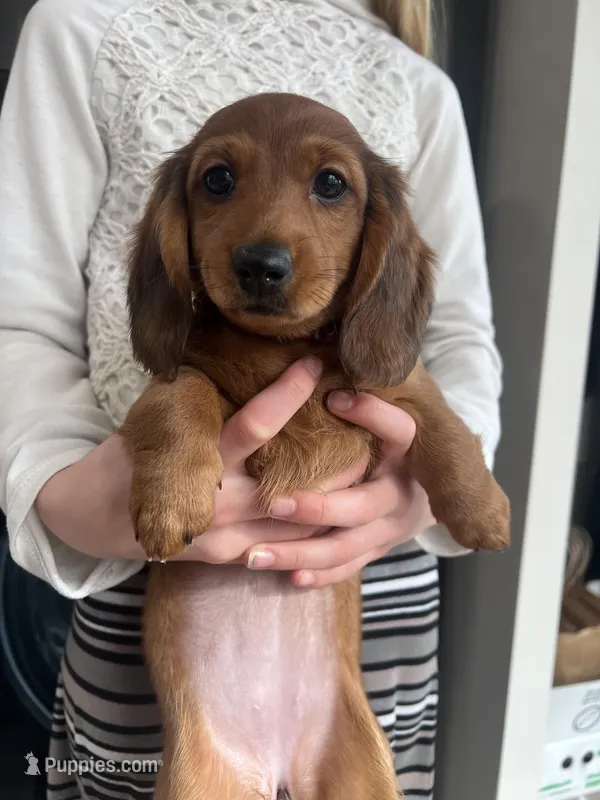 Cocoa Bean – Miniature Dachshund puppy for sale in Lowville, NY