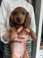 Cocoa Bean!, a female Miniature Dachshund for sale in Lowville, NY – Photo 1 of 7