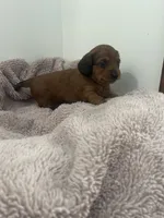 Cocoa Bean, a female Miniature Dachshund for sale in Lowville, NY – Photo 2 of 3