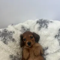 Cocoa Bean!, a female Miniature Dachshund for sale in Lowville, NY – Photo 7 of 7