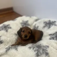 Cocoa Bean!, a female Miniature Dachshund for sale in Lowville, NY – Photo 5 of 7