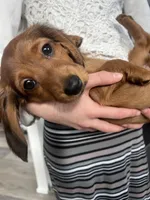 Cocoa Bean!, a female Miniature Dachshund for sale in Lowville, NY – Photo 3 of 7