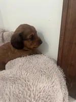 Cocoa Bean, a female Miniature Dachshund for sale in Lowville, NY – Photo 1 of 3