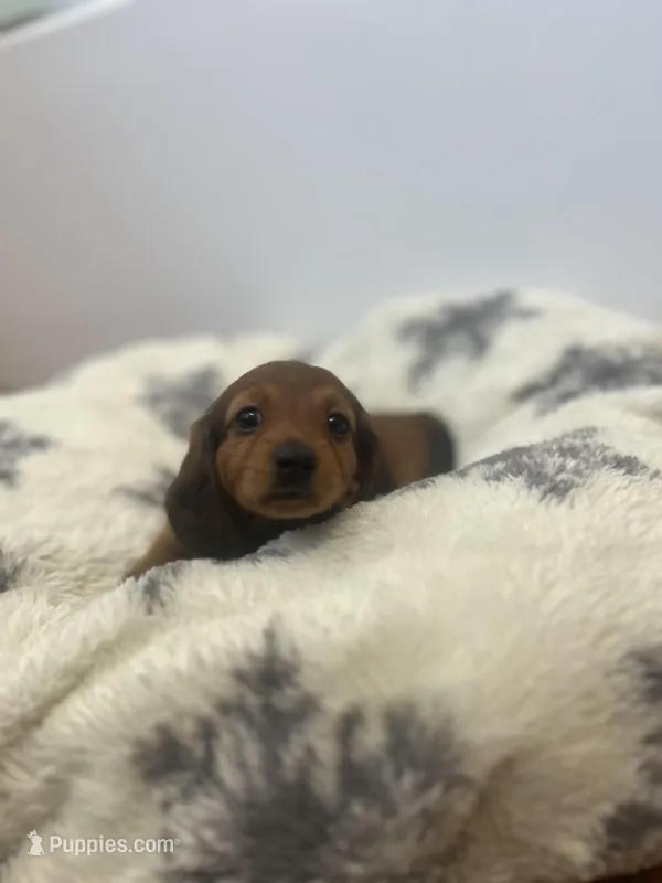 Cocoa Bean – Miniature Dachshund puppy for sale in Lowville, NY