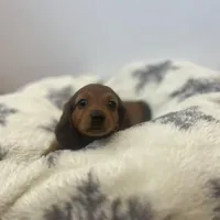 Cocoa Bean!, a female Miniature Dachshund for sale in Lowville, NY – Photo 4 of 7