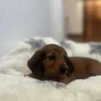 Cocoa Bean!, a female Miniature Dachshund for sale in Lowville, NY – Photo 6 of 7