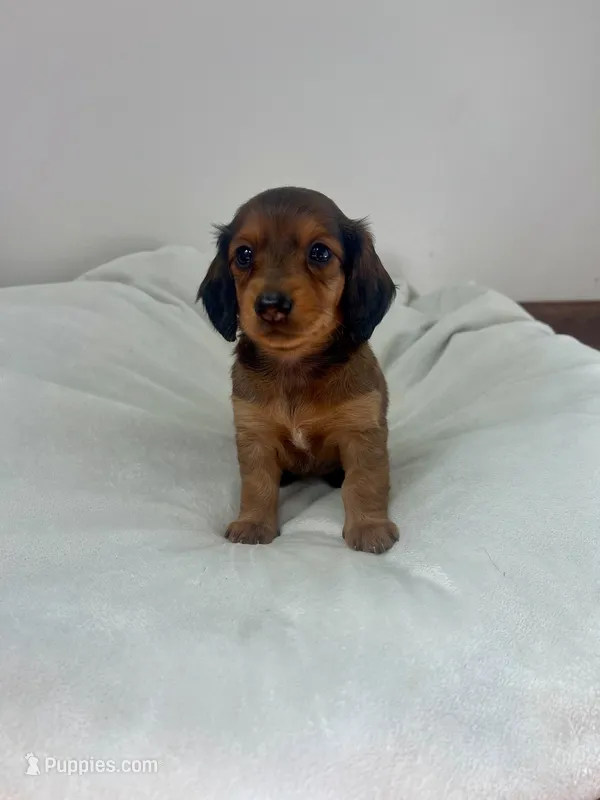 Tulip – Miniature Dachshund puppy for sale in Lowville, NY