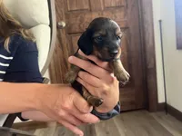 Rose, a female Miniature Dachshund for sale in Lowville, NY – 2 of 2