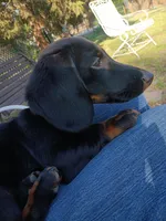 Charlie, a male Miniature Dachshund for sale in Fort Worth, TX – Photo 7 of 10