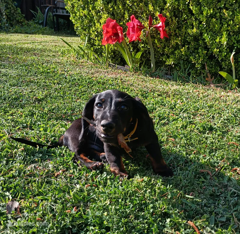 Charlie – Miniature Dachshund puppy for sale in Fort Worth, TX