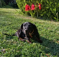 Charlie, a male Miniature Dachshund for sale in Fort Worth, TX – Photo 2 of 10