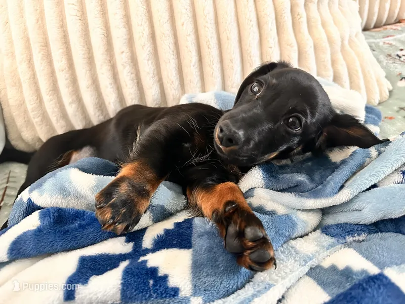 Charlie – Miniature Dachshund puppy for sale in Fort Worth, TX