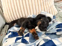 Charlie, a male Miniature Dachshund for sale in Fort Worth, TX – Photo 4 of 10