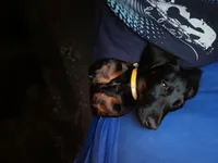 Charlie, a male Miniature Dachshund for sale in Fort Worth, TX – Photo 3 of 10