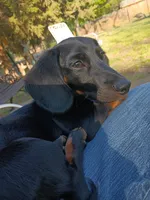 Charlie, a male Miniature Dachshund for sale in Fort Worth, TX – Photo 5 of 10