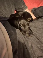 Charlie, a male Miniature Dachshund for sale in Fort Worth, TX – Photo 6 of 10