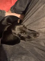 Charlie, a male Miniature Dachshund for sale in Fort Worth, TX – Photo 10 of 10