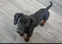 Charlie, a male Miniature Dachshund for sale in Fort Worth, TX – Photo 9 of 10