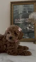 Akc #2, a female Poodle - Toy  for sale in Bakersfield, CA – 2 of 6