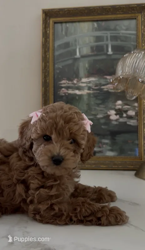 Akc #2 – Poodle - Toy  puppy for sale in Bakersfield, CA