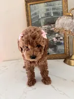 Akc #2, a female Poodle - Toy  for sale in Bakersfield, CA – 5 of 6
