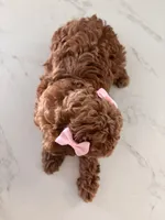 Akc #2, a female Poodle - Toy  for sale in Bakersfield, CA – 4 of 6
