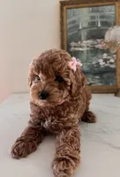 Akc #2, a female Poodle - Toy  for sale in Bakersfield, CA – 3 of 6
