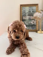 Akc #2, a female Poodle - Toy  for sale in Bakersfield, CA – 6 of 6